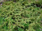 Juniperus sibirica. Стелящееся растение с шишкоягодами. Кольский п-ов, Восточный Мурман, Дальние Зеленцы, распадок Пограничной сопки, валунный берег губы Ярнышная. 28.06.2011.