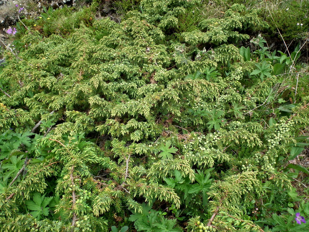 Image of Juniperus sibirica specimen.