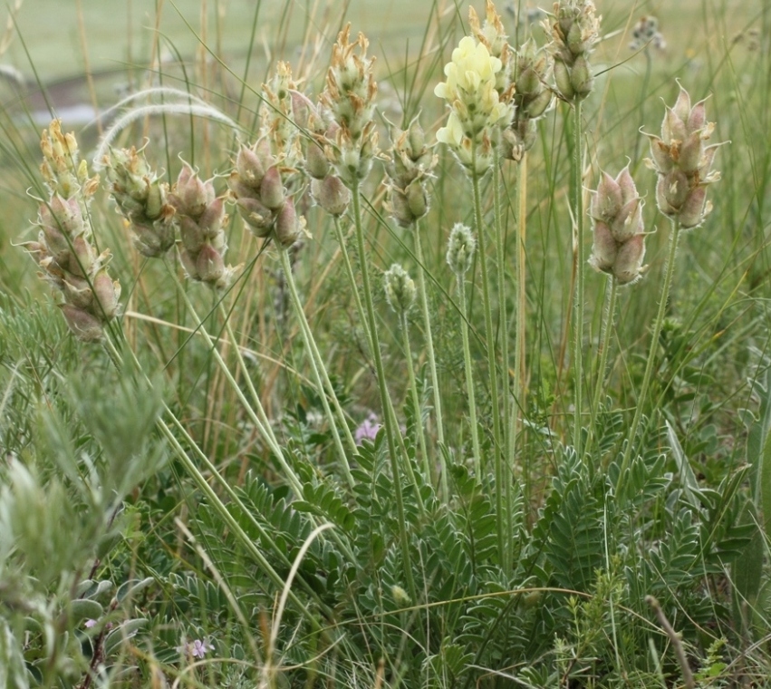 Image of Oxytropis gmelinii specimen.