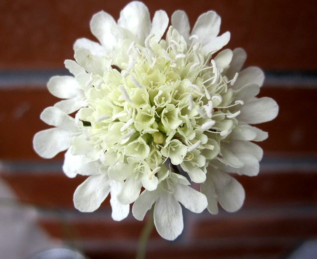 Image of Scabiosa ochroleuca specimen.