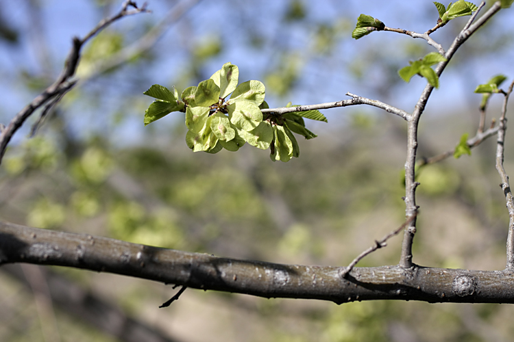 Image of Ulmus pumila specimen.