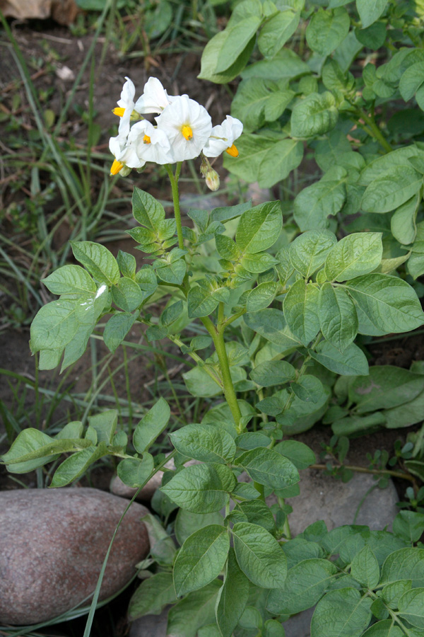 Изображение особи Solanum tuberosum.