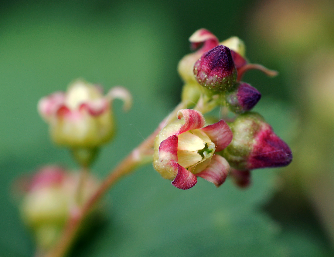 Image of Ribes nigrum specimen.