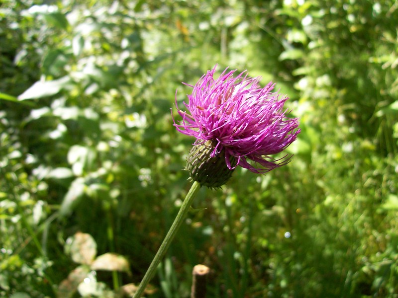 Изображение особи Cirsium heterophyllum.