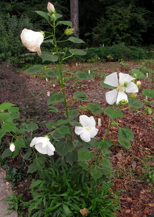 Изображение особи род Hibiscus.