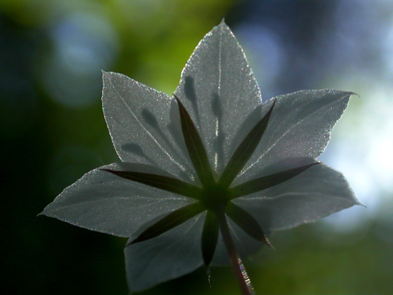 Image of Trientalis europaea specimen.