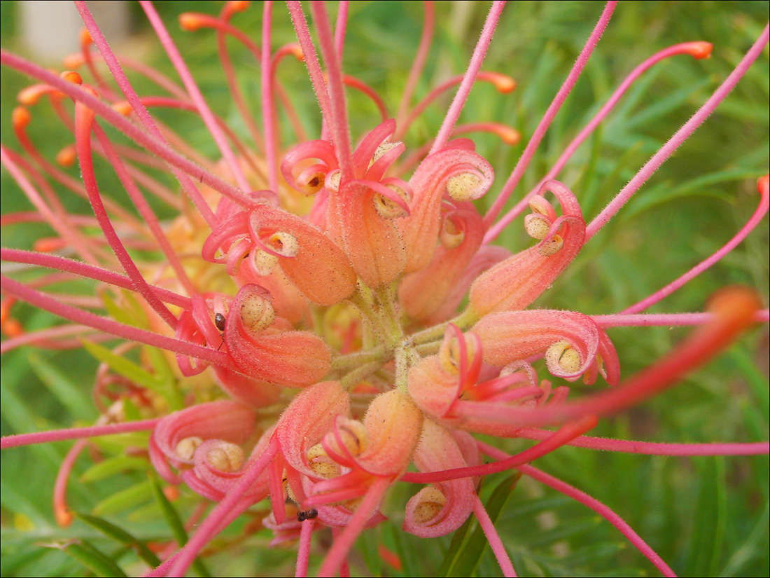 Image of Grevillea banksii specimen.