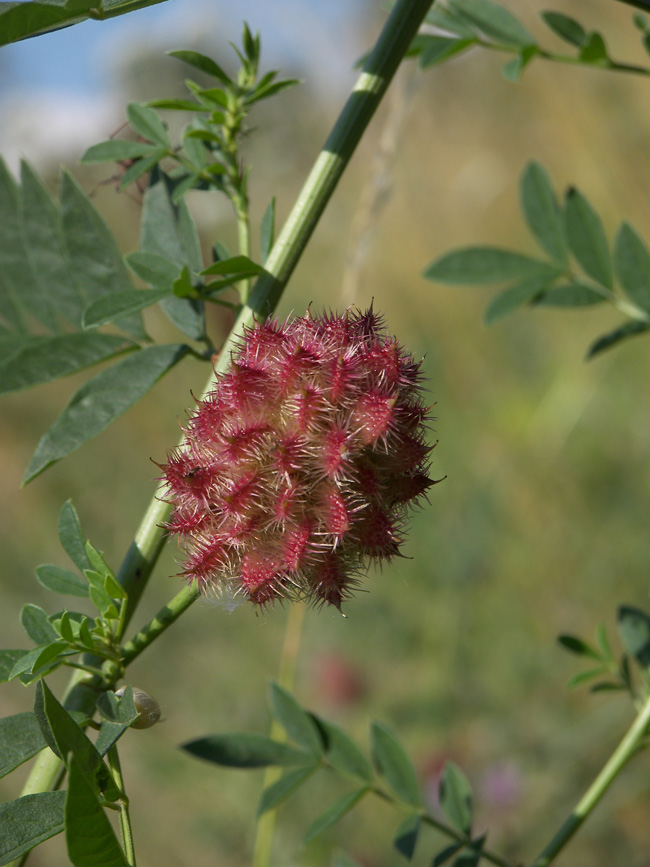 Изображение особи Glycyrrhiza echinata.