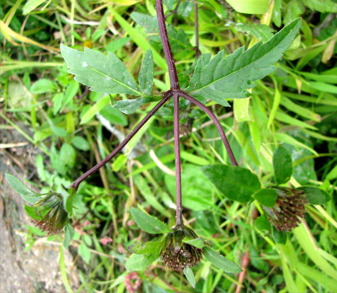 Image of Bidens &times; garumnae specimen.