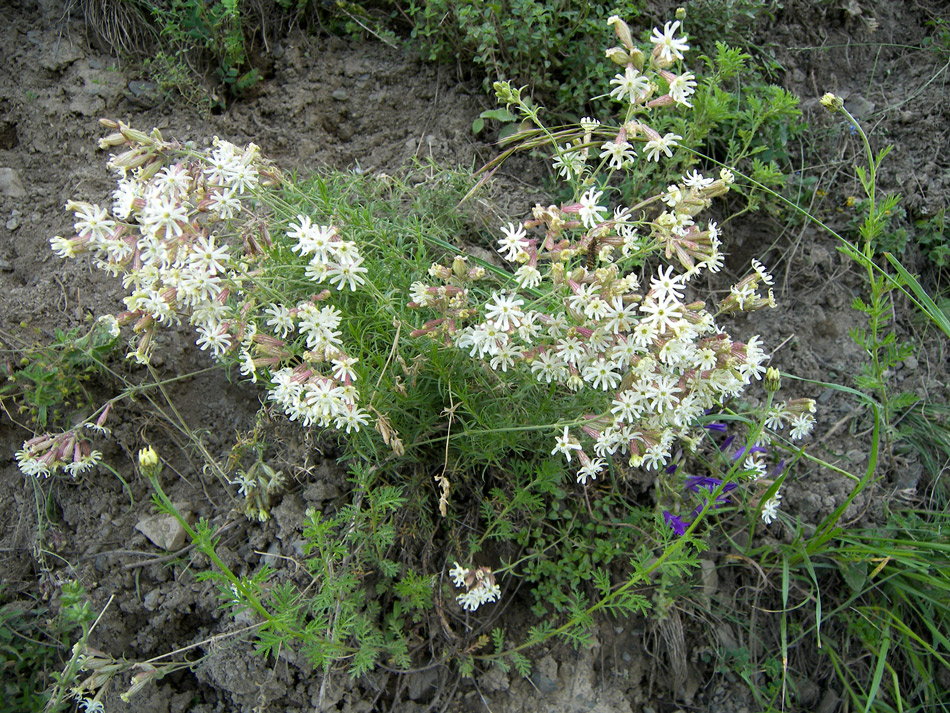 Изображение особи Silene spergulifolia.