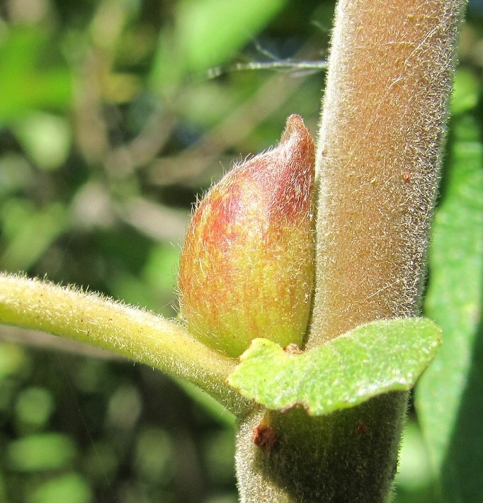 Image of Salix cinerea specimen.