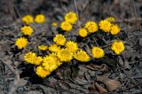 Adonis amurensis