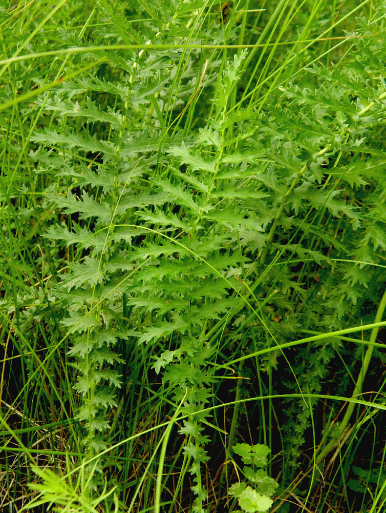 Image of Filipendula vulgaris specimen.