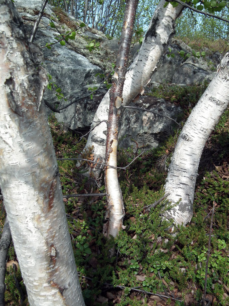 Image of genus Betula specimen.