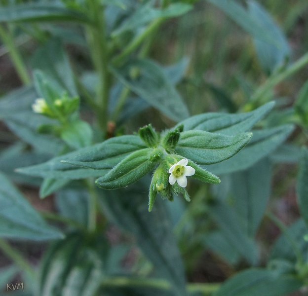 Изображение особи Lithospermum officinale.