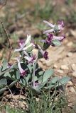 Corydalis ledebouriana. Цветущие растения. Южный Казахстан, горы Каракус. 03.04.2012.