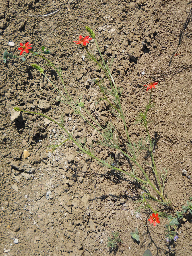 Image of genus Adonis specimen.