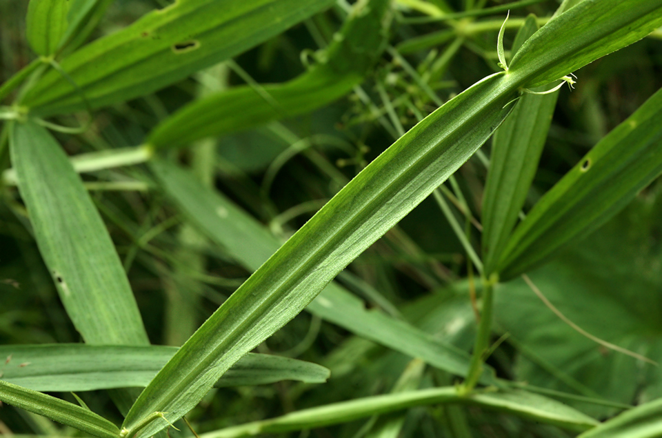 Изображение особи Lathyrus sylvestris.