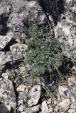 Astragalus falcigerus. Цветущее растение. Южный Казахстан, хр. Боролдайтау, гора Нурбай; 1200 м н.у.м. 23.04.2012.
