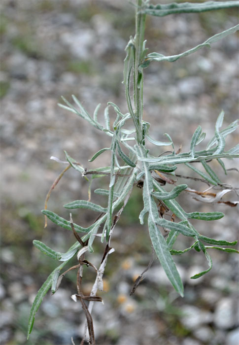 Image of Jurinea ciscaucasica specimen.