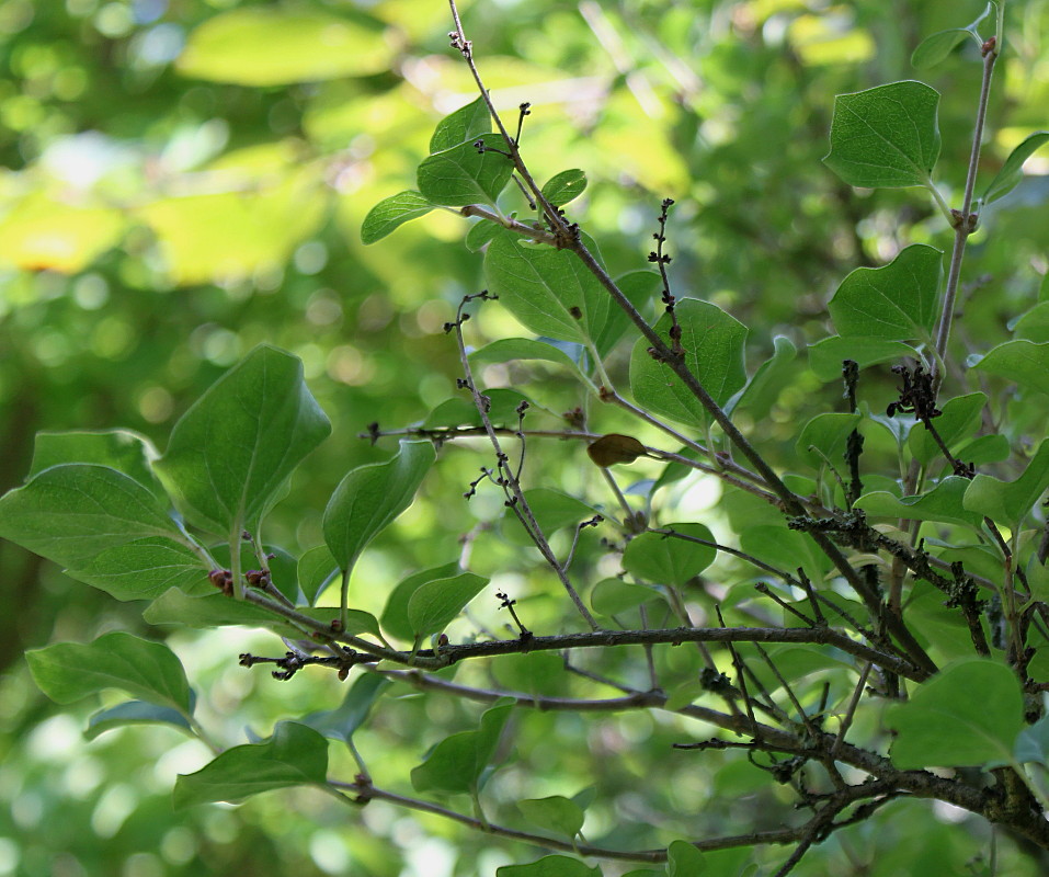 Image of Syringa meyeri specimen.