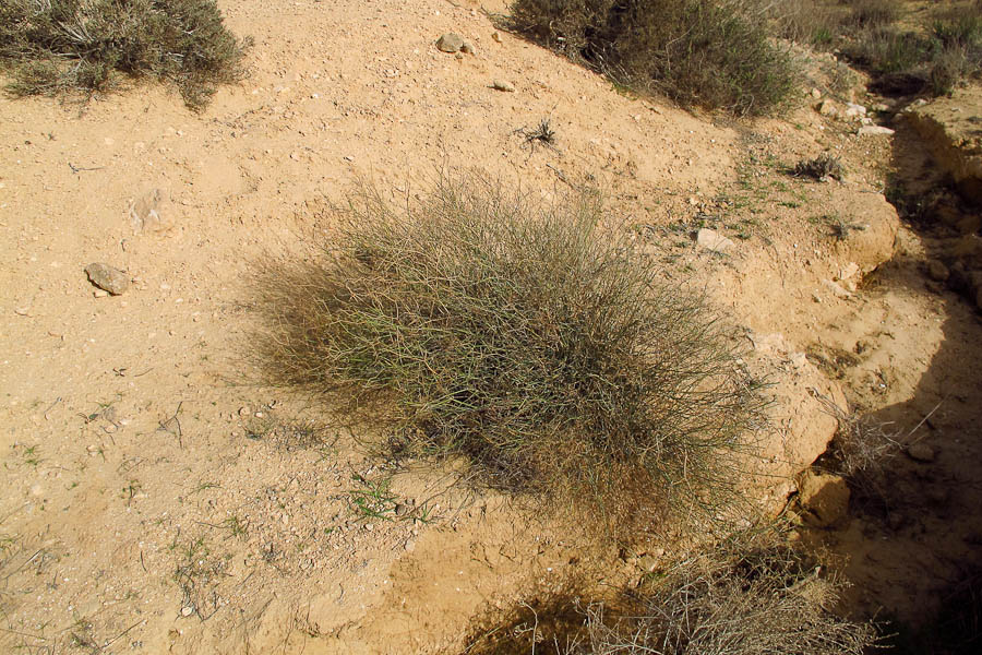 Image of Deverra tortuosa specimen.