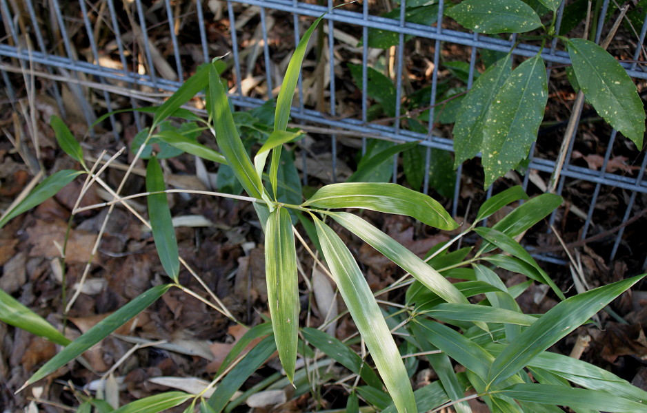 Image of genus Phyllostachys specimen.