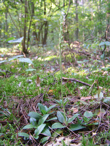 Image of Goodyera repens specimen.