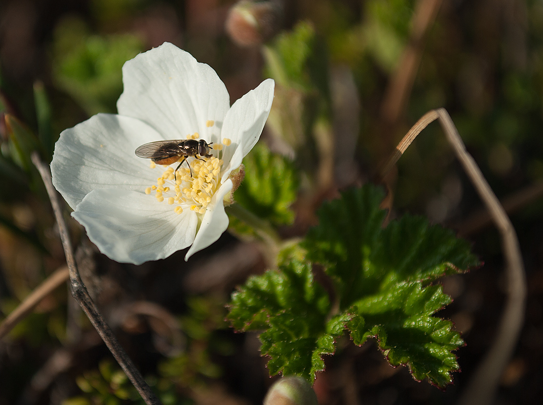 Изображение особи Rubus chamaemorus.