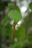 Image of taxon representative. Author is Юрий Голомидов