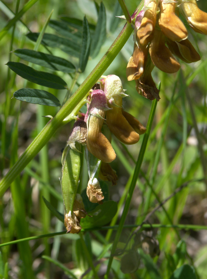 Image of Vicia balansae specimen.