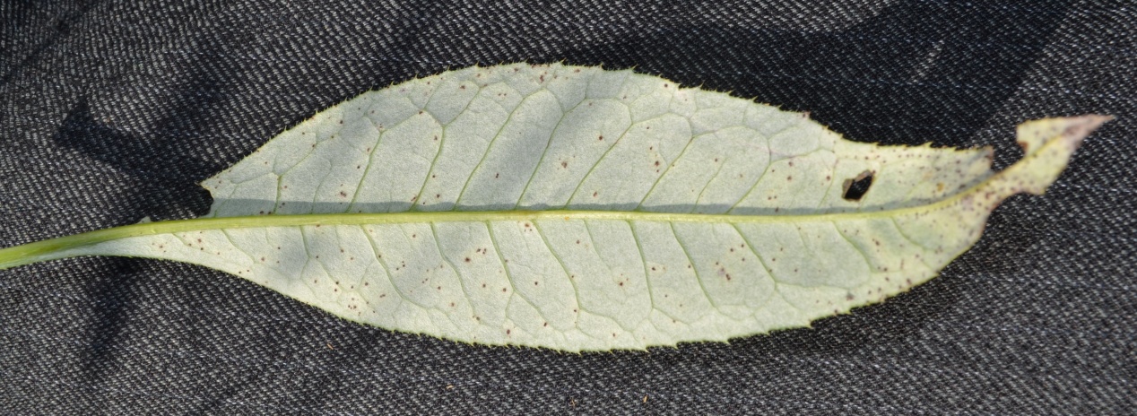 Image of genus Cirsium specimen.