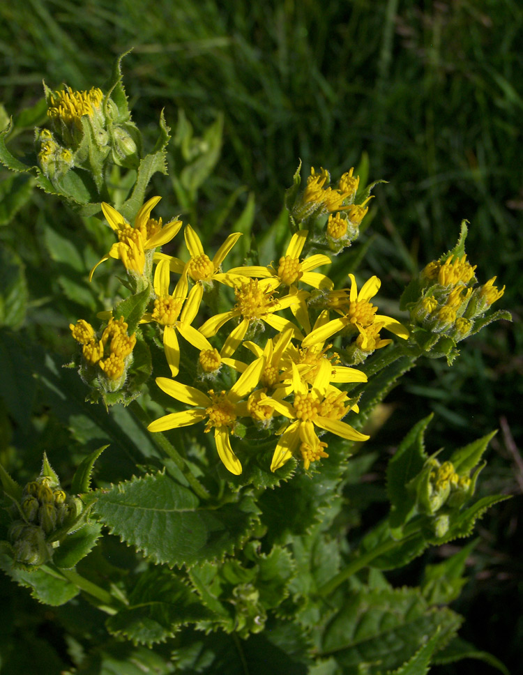 Image of Senecio propinquus specimen.