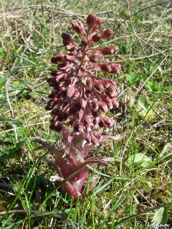 Image of Petasites hybridus specimen.