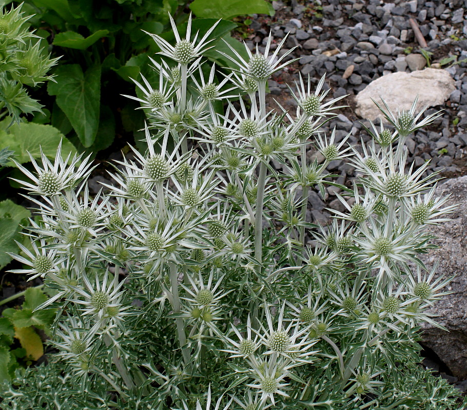 Image of Eryngium bourgatii specimen.