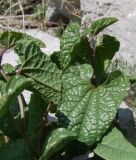 Aristolochia paecilantha