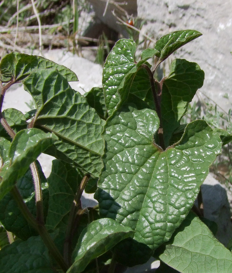 Image of Aristolochia paecilantha specimen.