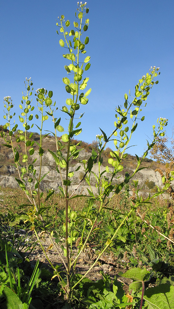 Image of Thlaspi arvense specimen.