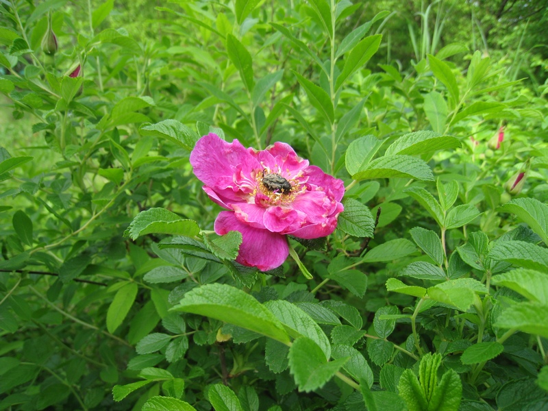 Изображение особи Rosa rugosa.