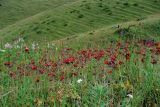 Pilosella aurantiaca. Альпийский луг с аспектом цветущей ястребинки. Заилийский Алатау, конец июля.