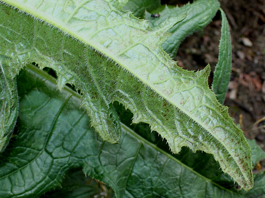 Image of Cirsium rivulare specimen.