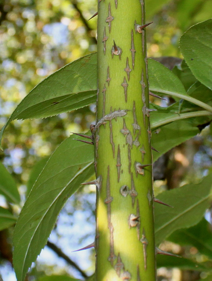 Image of Eleutherococcus senticosus specimen.