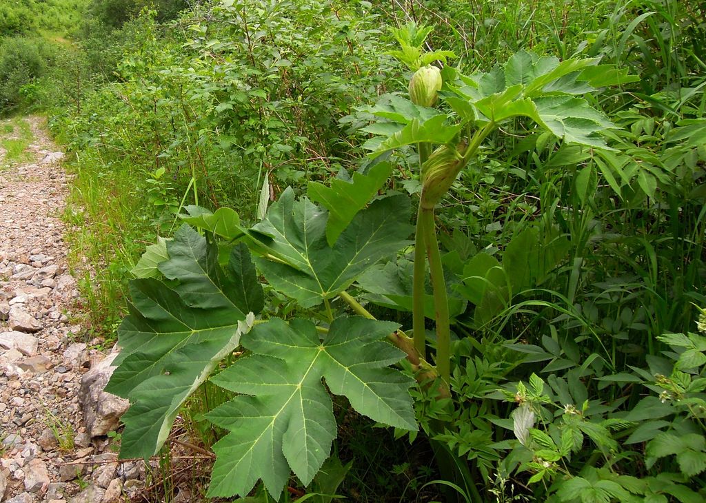 Image of Heracleum dissectum specimen.