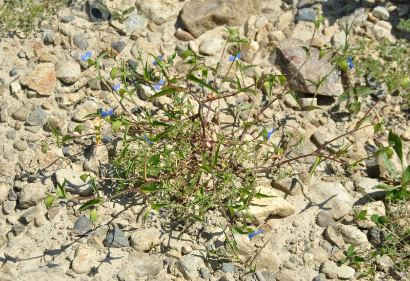 Image of Commelina communis specimen.