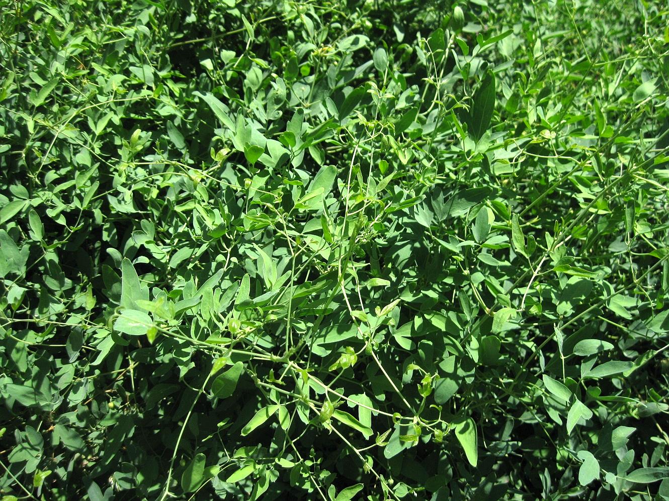 Image of Clematis orientalis specimen.