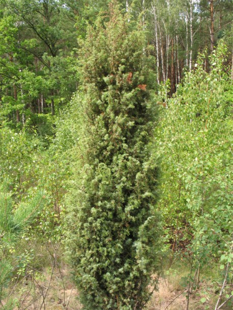 Image of Juniperus communis specimen.