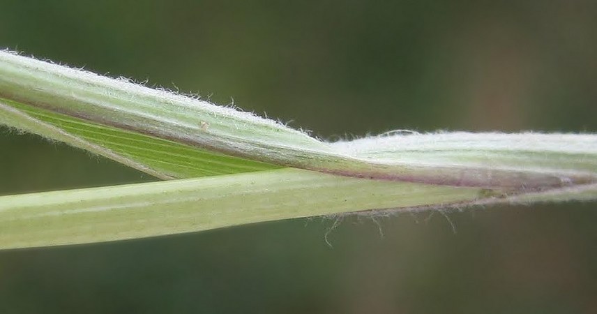 Изображение особи Stipa brauneri.