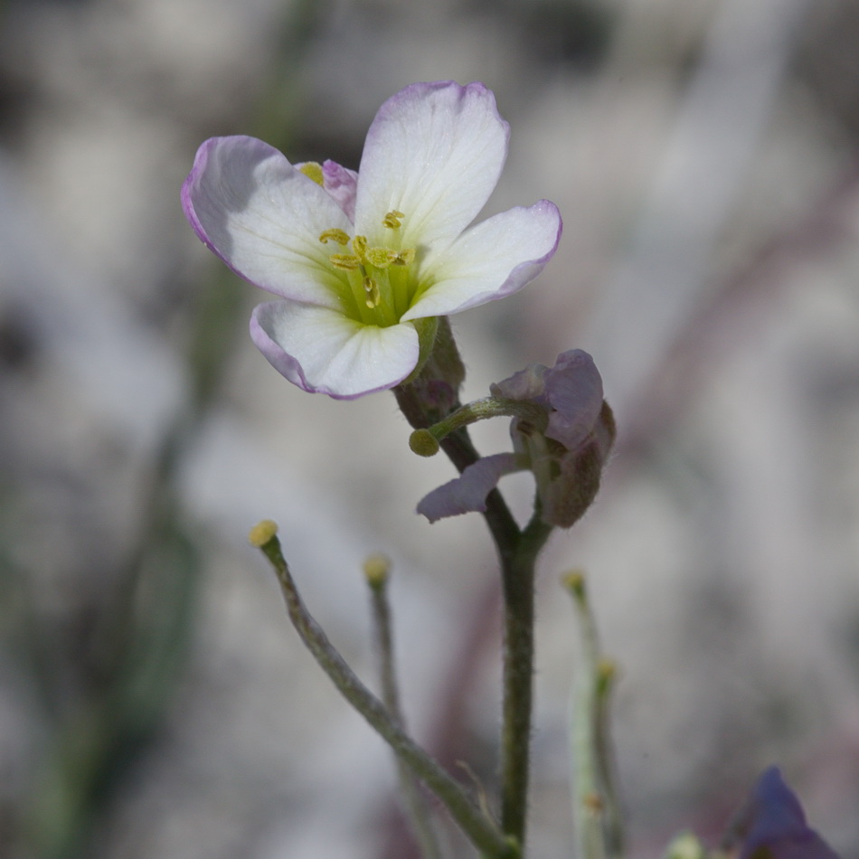 Image of Rhammatophyllum pachyrhizum specimen.