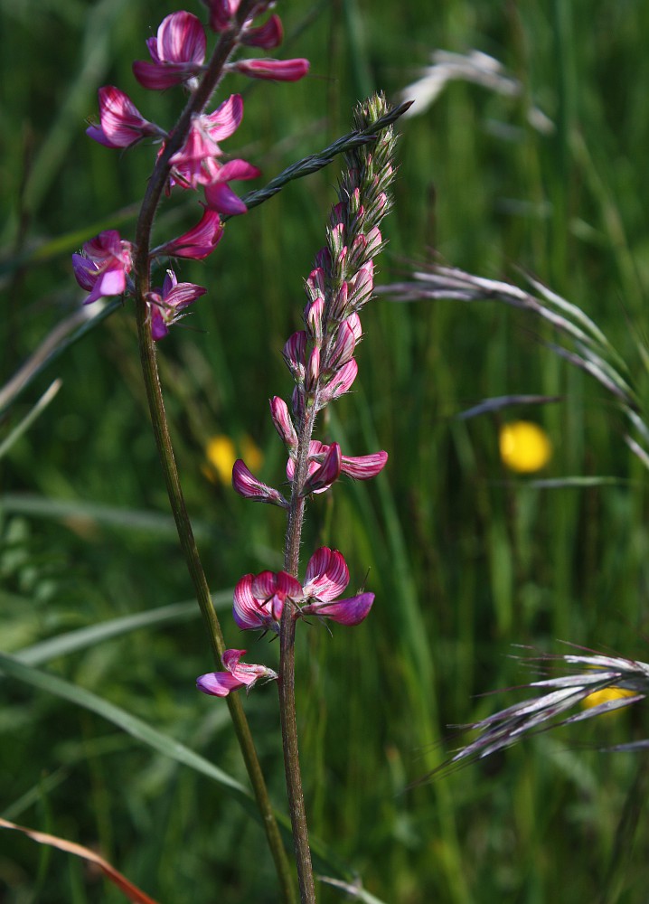 Image of genus Onobrychis specimen.