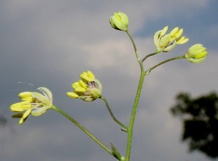 Image of Thalictrum minus specimen.